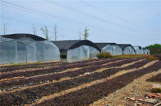 第一苗木基地(育苗、中喬生產(chǎn))