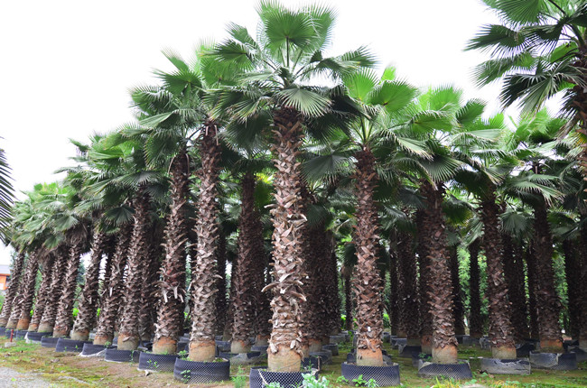 第六苗木基地（棕櫚類、楊梅生產(chǎn)）